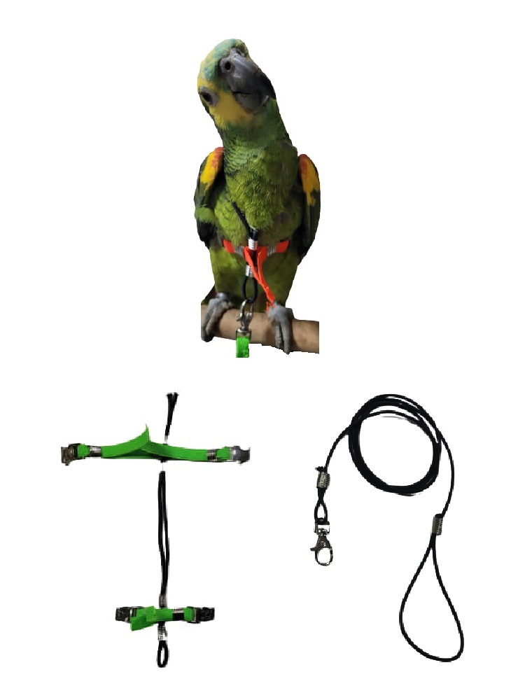 pettT papp filo verde metal amazzone